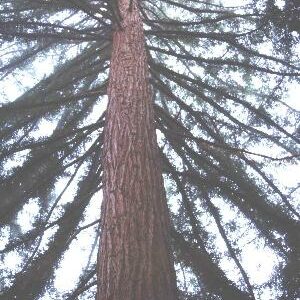 SEQUOIA sempervirens