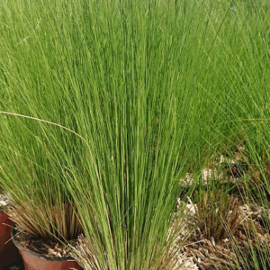 Stipa tenuifolium