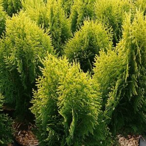 THUJA orientalis 'Aurea nana'