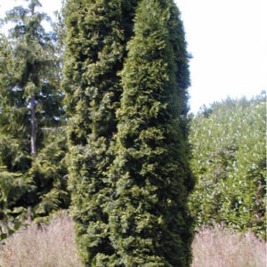 THUJA occidentalis Emeraude