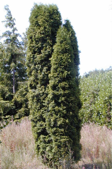 THUJA occidentalis Emeraude