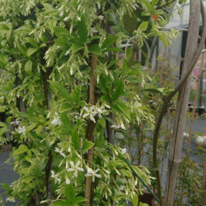 TRACHELOSPERMUM jasminoides