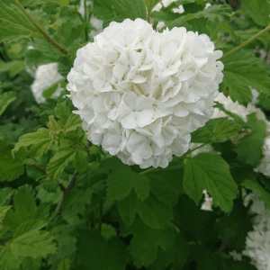 VIBURNUM opulus 'Roseum'