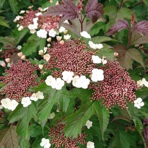 VIBURNUM sargentii Onondaga
