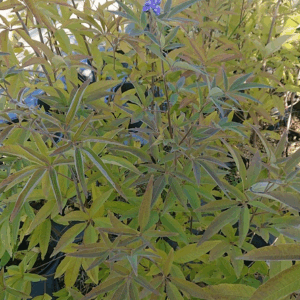 VITEX agnus-castus 'Latifolia'